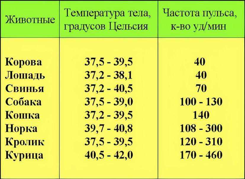 Как измерить давление у кошки в домашних условиях, причины высокого и низкого результата дома