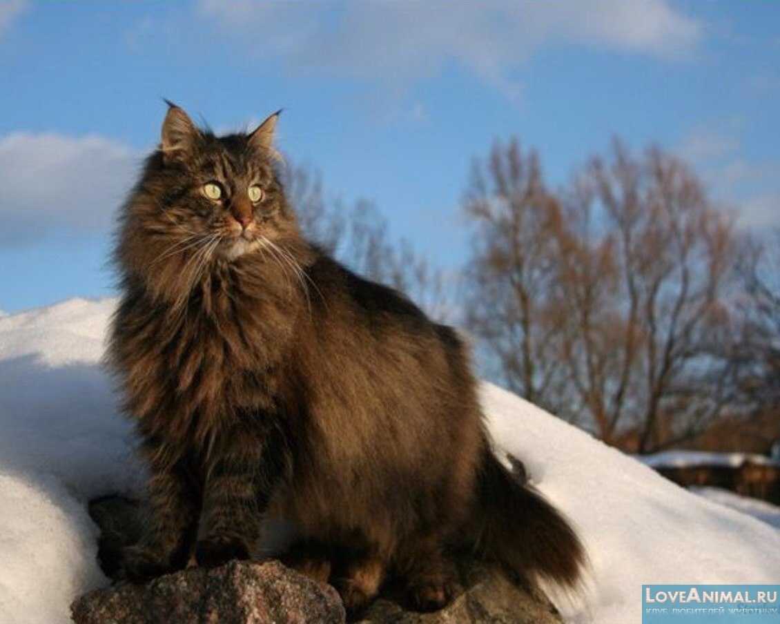 Норвежская лесная кошка – описание и характеристика породы: как выглядит лесной норвежский кот- подробности ухода +видео