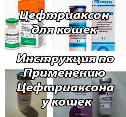 Цефтриаксон для кошек: инструкция по применению, аналоги, отзывы