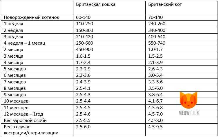 Вес котёнка по месяцам: зачем следить за показателем
