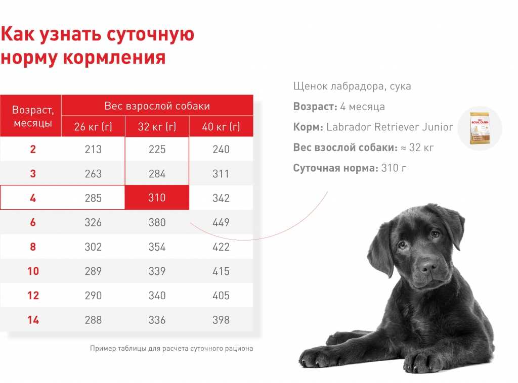 Как составить правильный рацион питания для шарпея