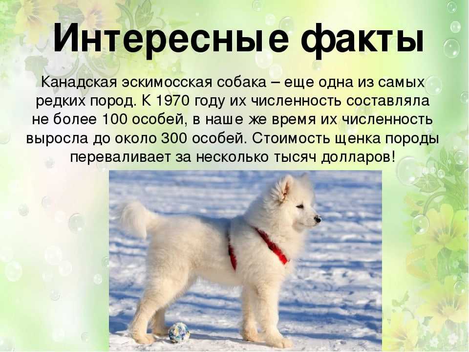 Воспитание и содержание канадской эскимосской собаки