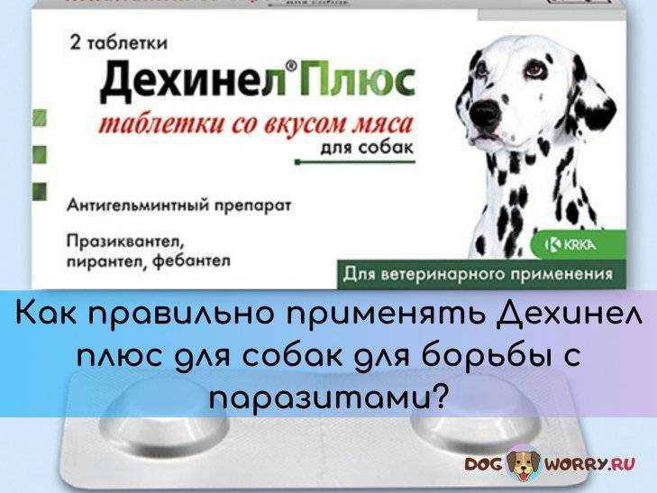 ᐉ дехинел плюс для собак — инструкция по применению - ➡ motildazoo.ru