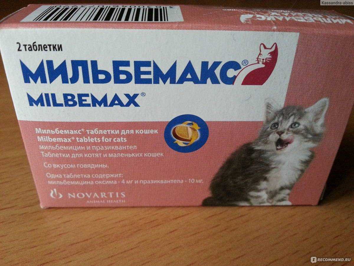 Глисты у кошек симптомы и лечение
