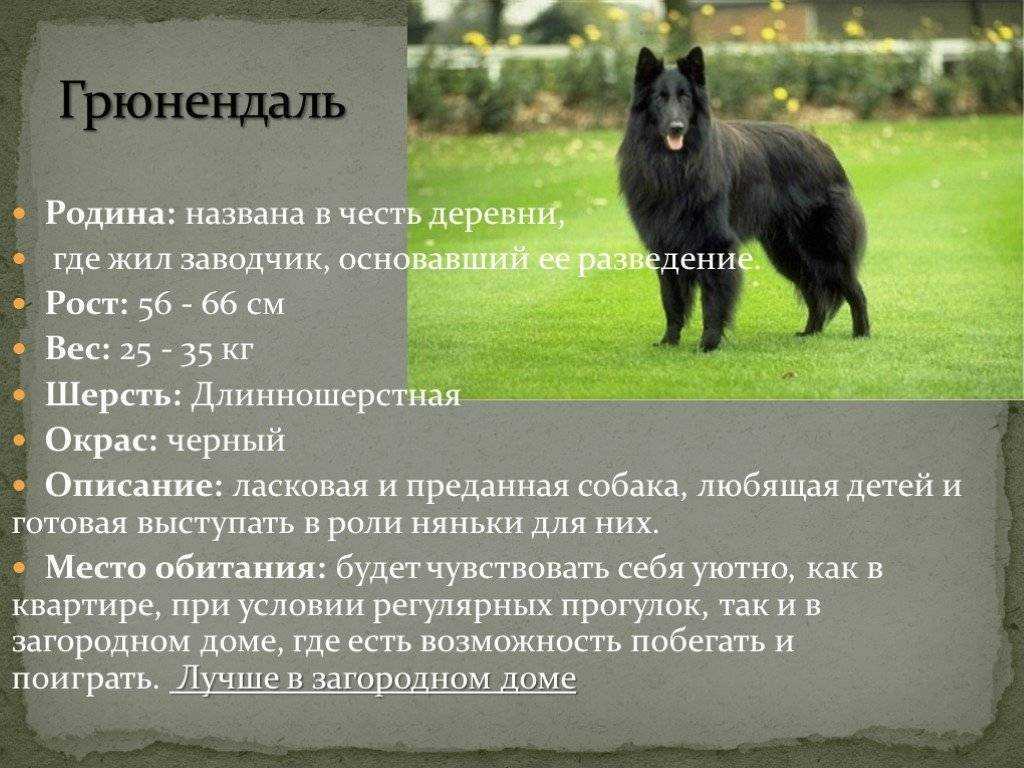 Описание породы собак Азорская пастушья собака Азорская овчарка, Сан-мигельский фила с фото и видео Проихождение, характер, здоровье, назначение, цена