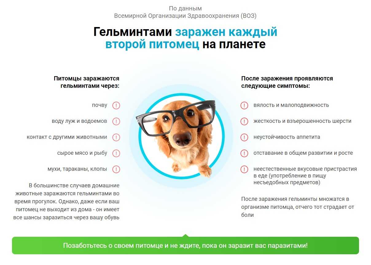 Стафилококк у собак симптомы и лечение, профилактика