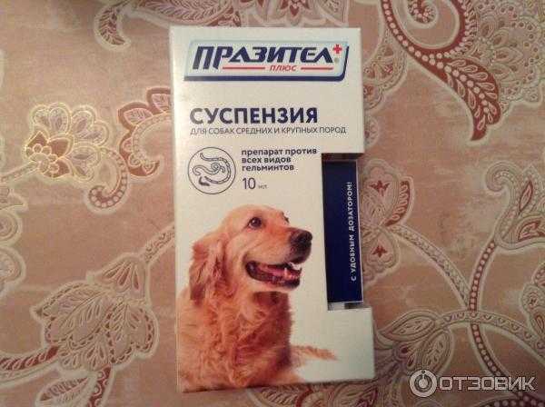 Глисты у беременной собаки: влияние на потомство, какие средства можно использовать. как правильно дать собаке таблетку от глистов можно ли травить глистов у кормящей собаки