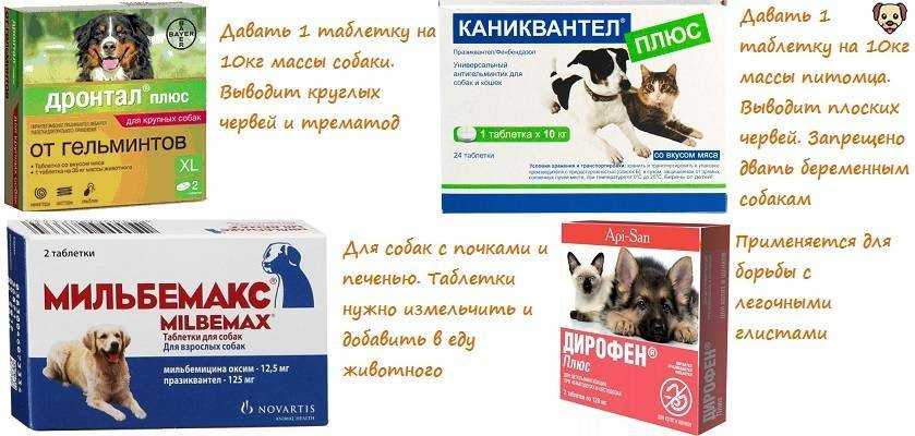 6 причин почему у кота урчит в животе - что делать