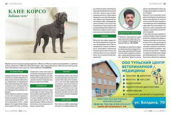 Собака кане корсо: особенности породы, характера, воспитания