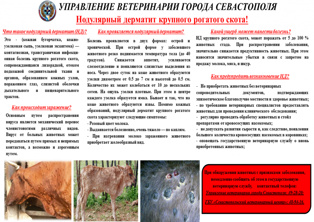 Сибирская язва: лечение, симптомы, профилактика, диагностика