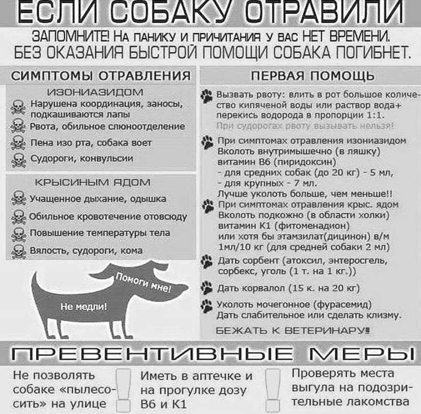 Отравление у собаки — симптомы, лечение в домашних условиях