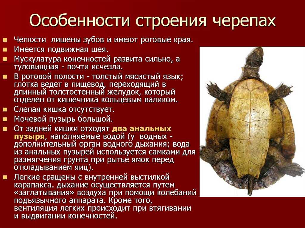 Из чего состоит панцирь черепахи