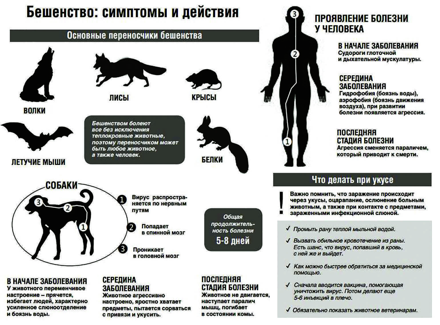 Симптоматика простуды у кошки: что делать если кот простыл или заразился