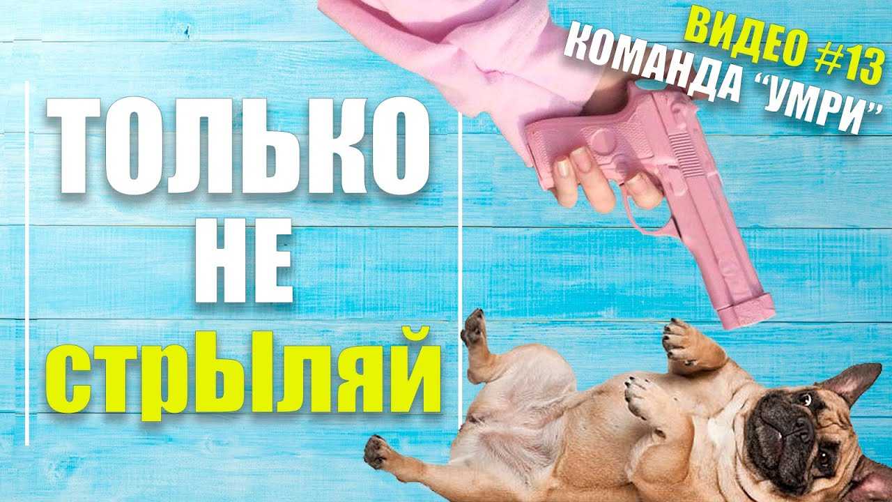 Команда "умри!" для собаки: 5 вариантов трюка