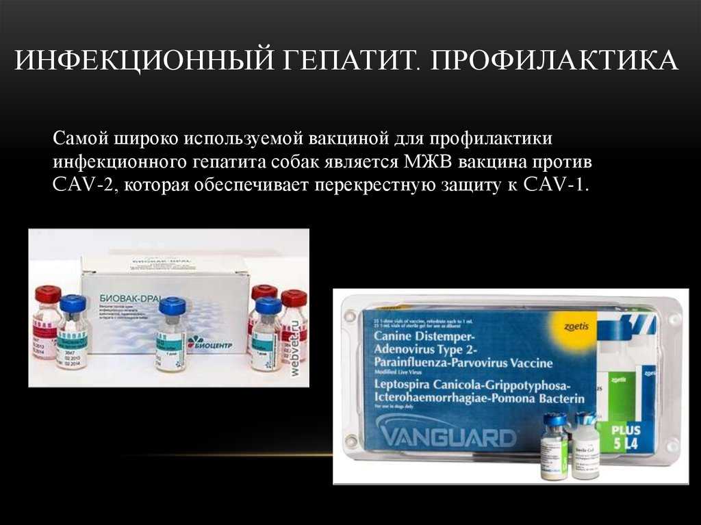 Инфекционный гепатит у собак: что это и как лечитьветлечебница рос-вет