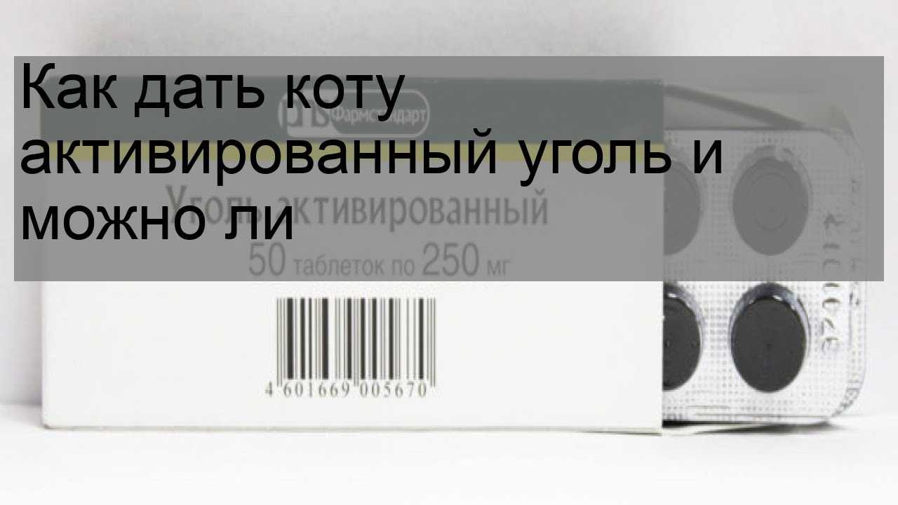 Понос у кошки - причины и лечение