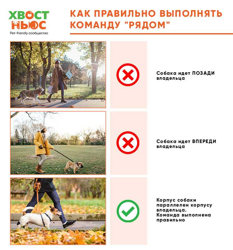 Как научить собаку команде «рядом!», как приучить ходить с хозяином на поводке и без, использование удавки, фото, видео