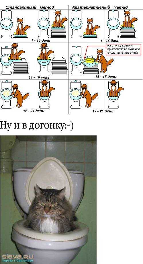 Как приучить кошку к лежанке: быстро и просто