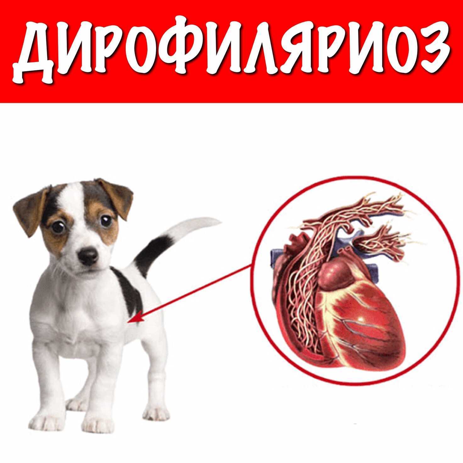 Особенности дирофиляриоза у собак