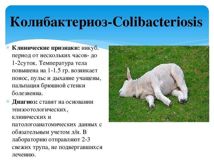 Кампилобактериоз собак и кошек