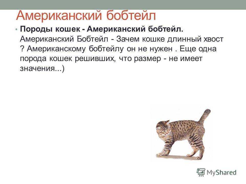 Зачем кошке хвост - для чего нужен и строение