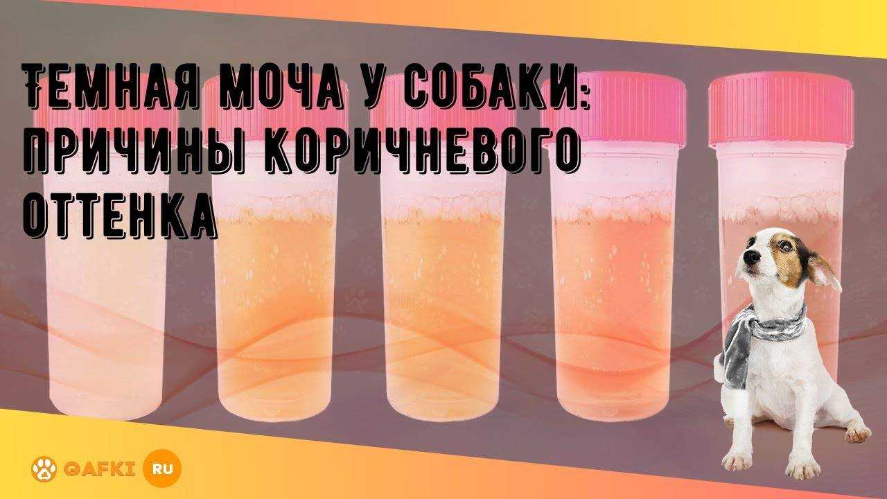 У собаки желтая темная моча, причины и лечение при выделениях коричневого, оранжевого, ярко-желтого или зеленого цвета, у щенков и взрослых питомцев
