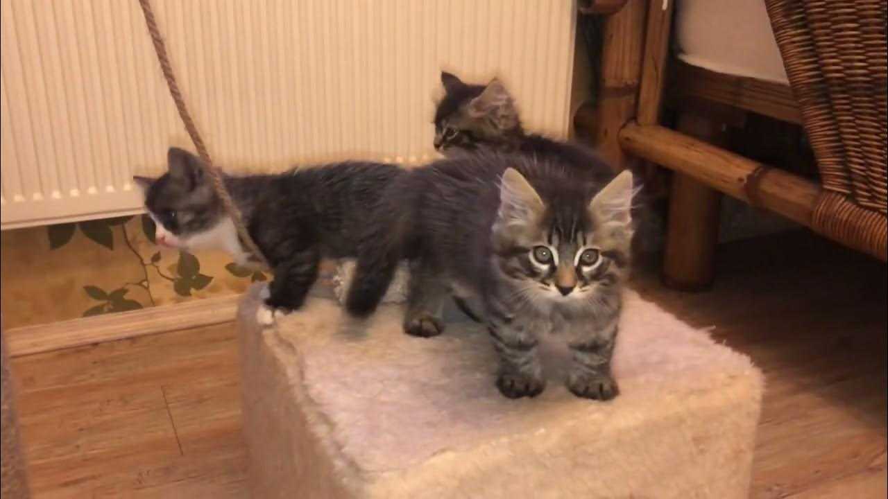 Как выкормить котенка без кошки: секреты молочного рациона для малышей
