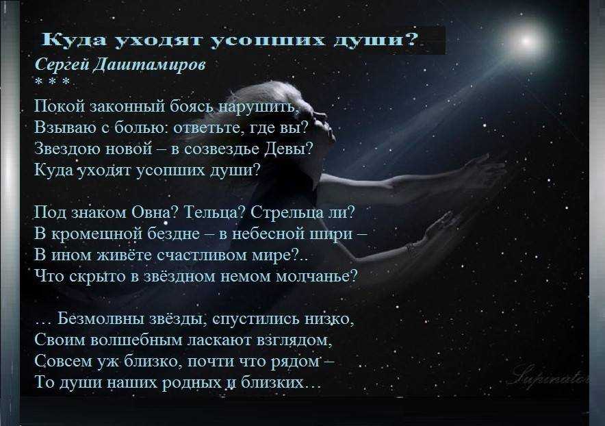 Проявление у кошек души- есть ли? разбор +видео