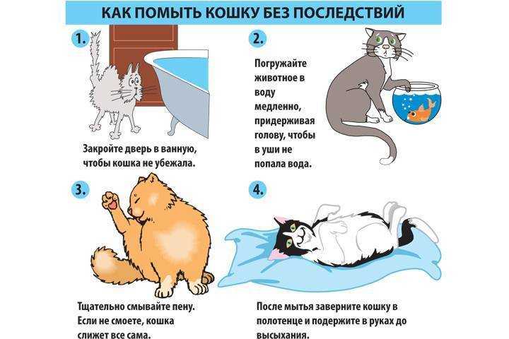 Потеют ли кошки – как и где у может выделяться пот
