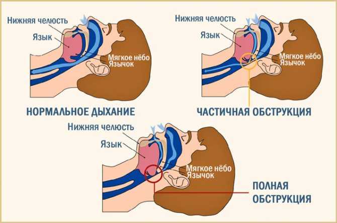 Почему кошка храпит во время сна