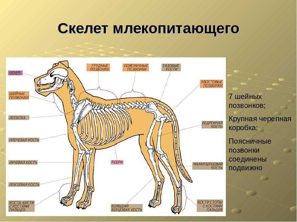 Скелет собаки — анатомия черепа, позвоночника, ребра