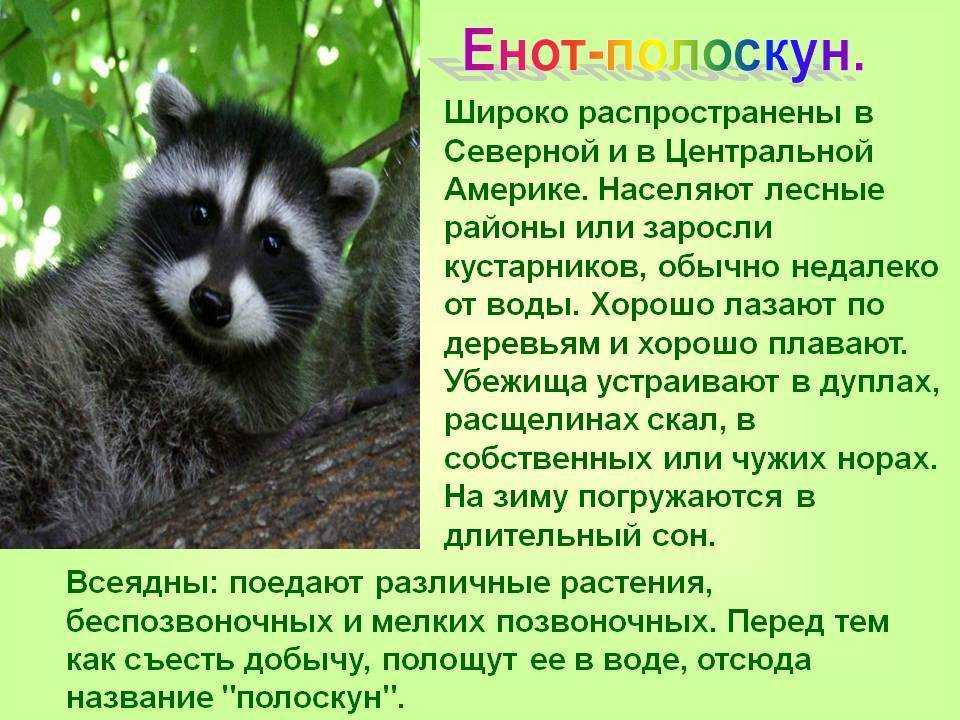 Еноты (лат. рrосyоn)