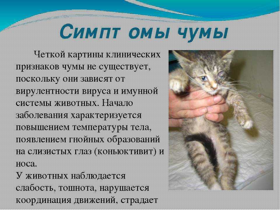 Последствия кастрации кота: положительные и отрицательные, осложнения, если не кастрировать кота