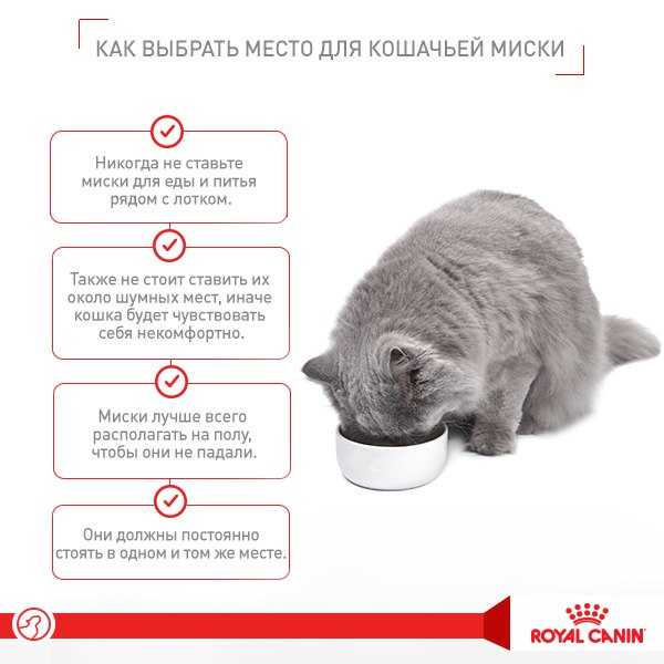 Как отучить котенка от сосательного рефлекса?
