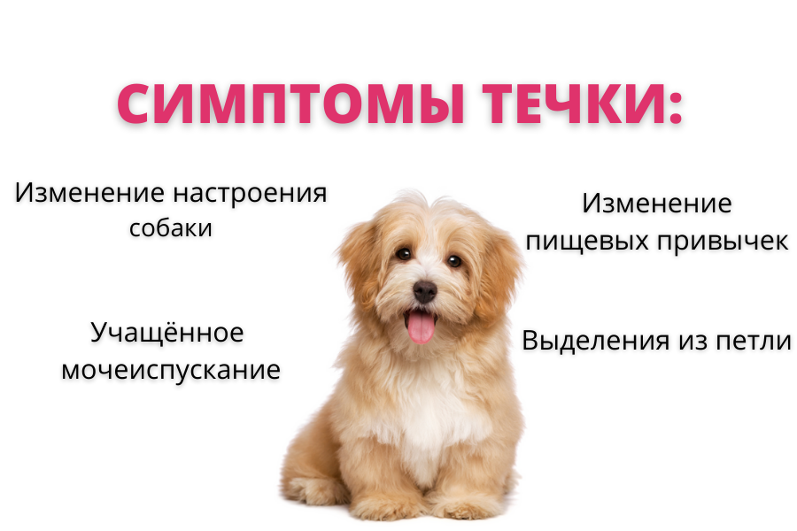 Петля во время течки у собак. циклы и правила поведения хозяев.