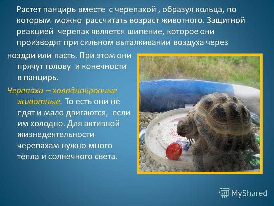 Сколько красноухая черепаха может находиться без воды, как долго она проживет на суше