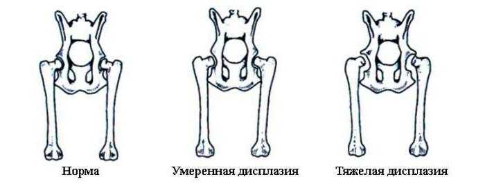 Вывих у кошки: виды, симптомы, лечение, восстановление