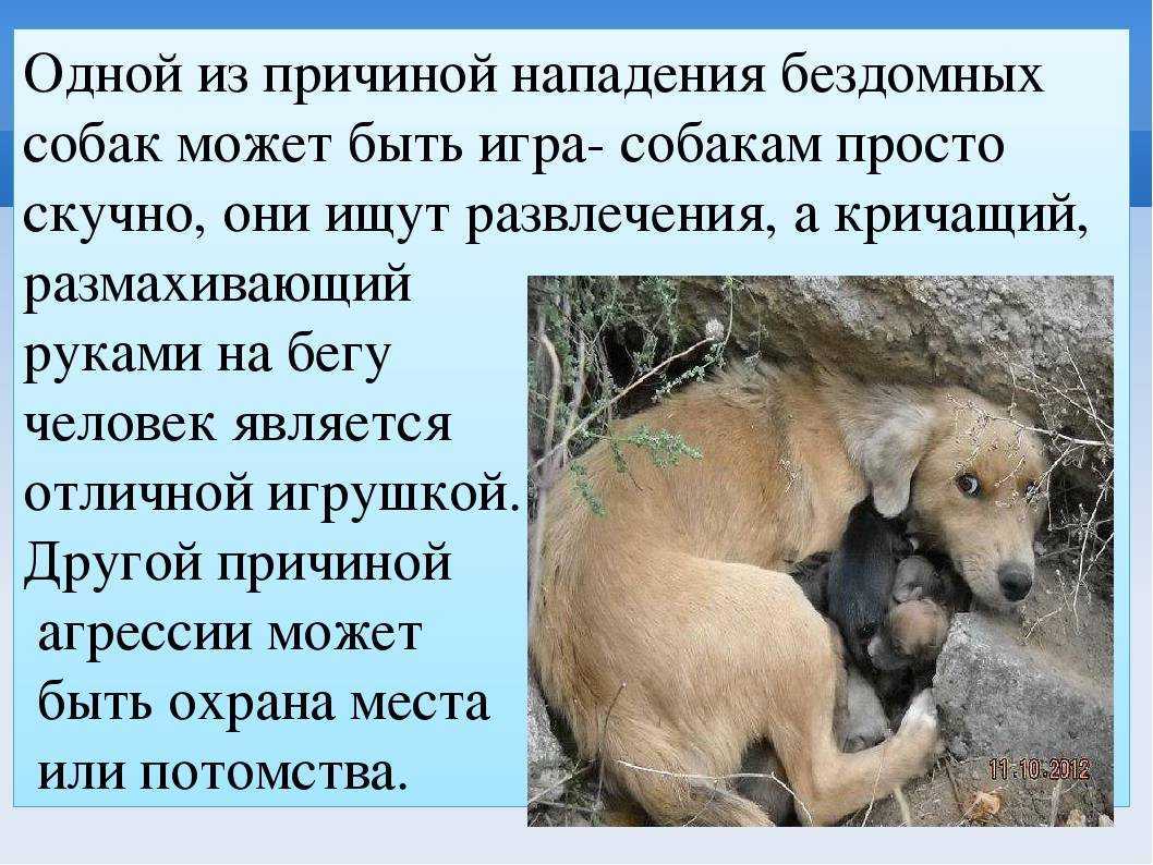 Почему овчарка роет ямы во дворе?
