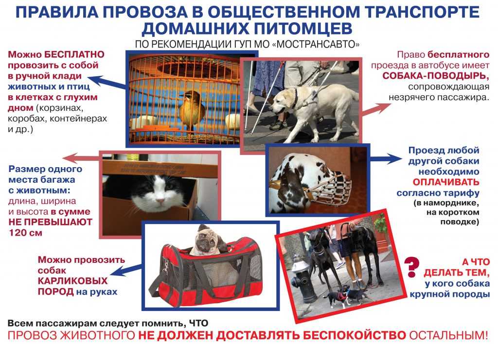 Почему электричку называют собакой. почему электричку называют собака как еще называют электрички и почему