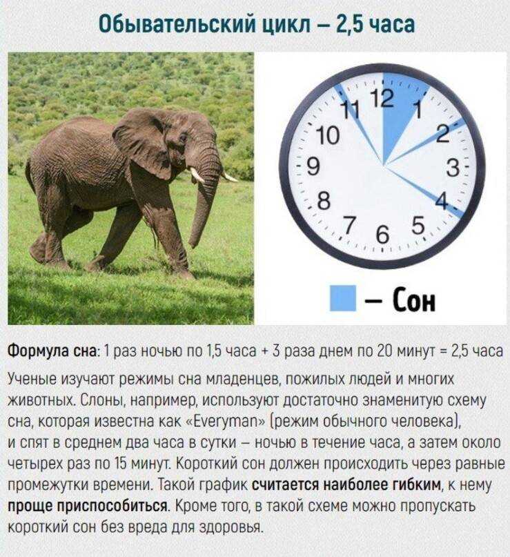 Сколько спят собаки в сутки и в каком возрасте