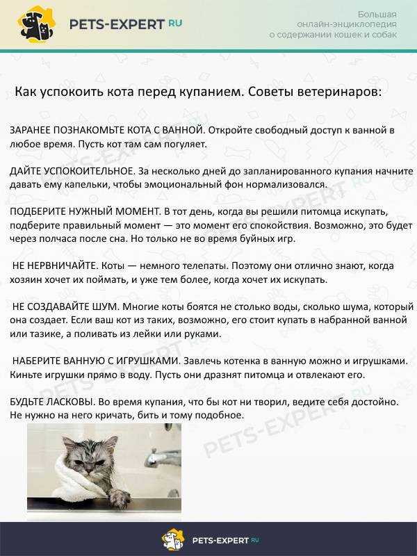Как дать кошке таблетку