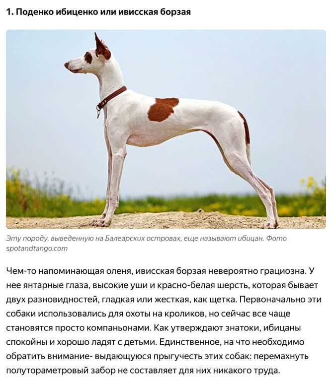 Пхунсан. все про породу собаки, фото и правила содержания