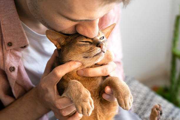 5 главных причин, почему кошка дрожит - на что необходимо обратить внимание, чтобы избежать серьезных последствий