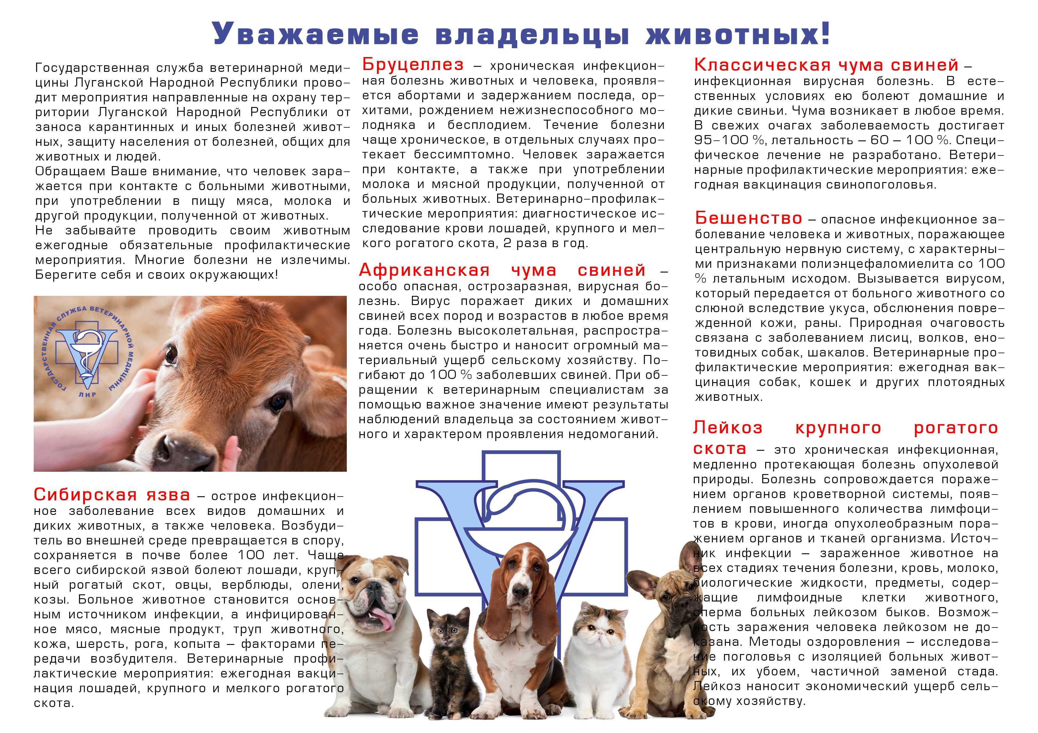 Пневмоторакс у собак, кошек и других животных (симптомы и лечение)
