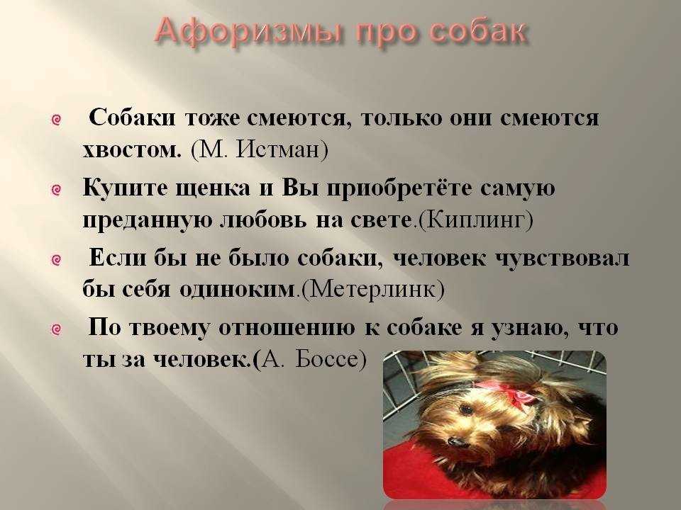 Пословицы и поговорки про собаку для детей дошкольного и школьного возраста, школы, доу: сборник лучших пословиц с объяснением смысла. какие есть и как найти пословицы и поговорки про собаку для детей