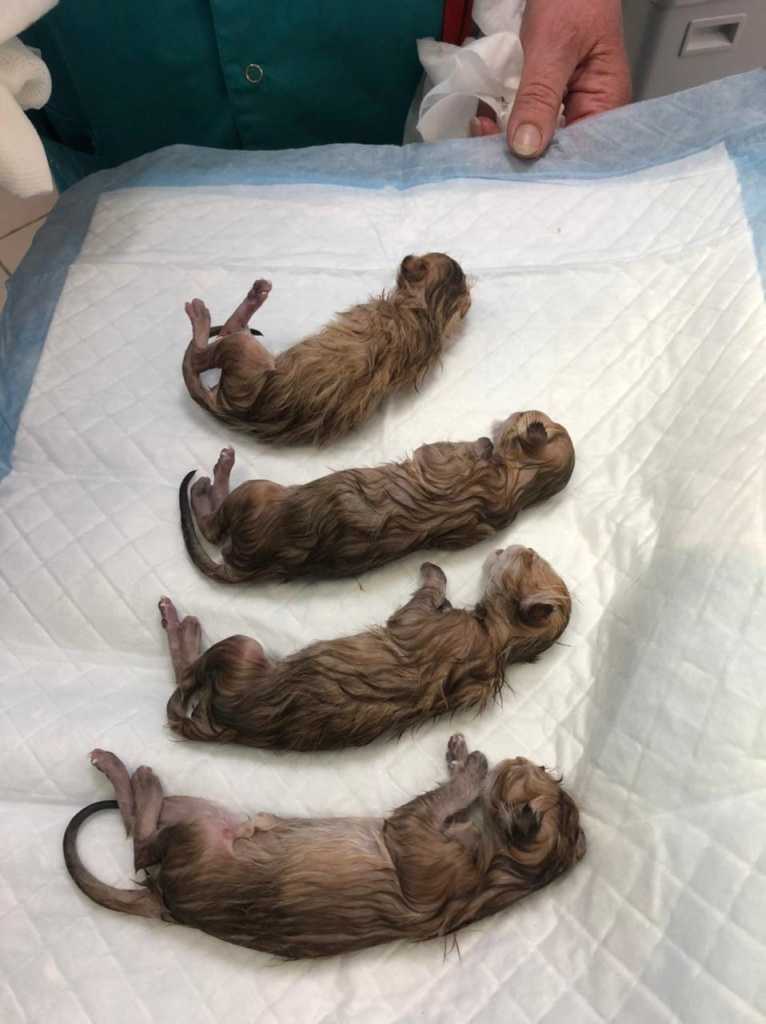 Кошка после кесарева котята