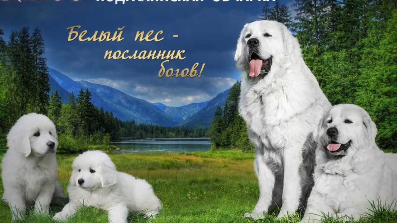 Описание породы польская подгалянская овчарка (татранская овчарка) с отзывами владельцев и фото