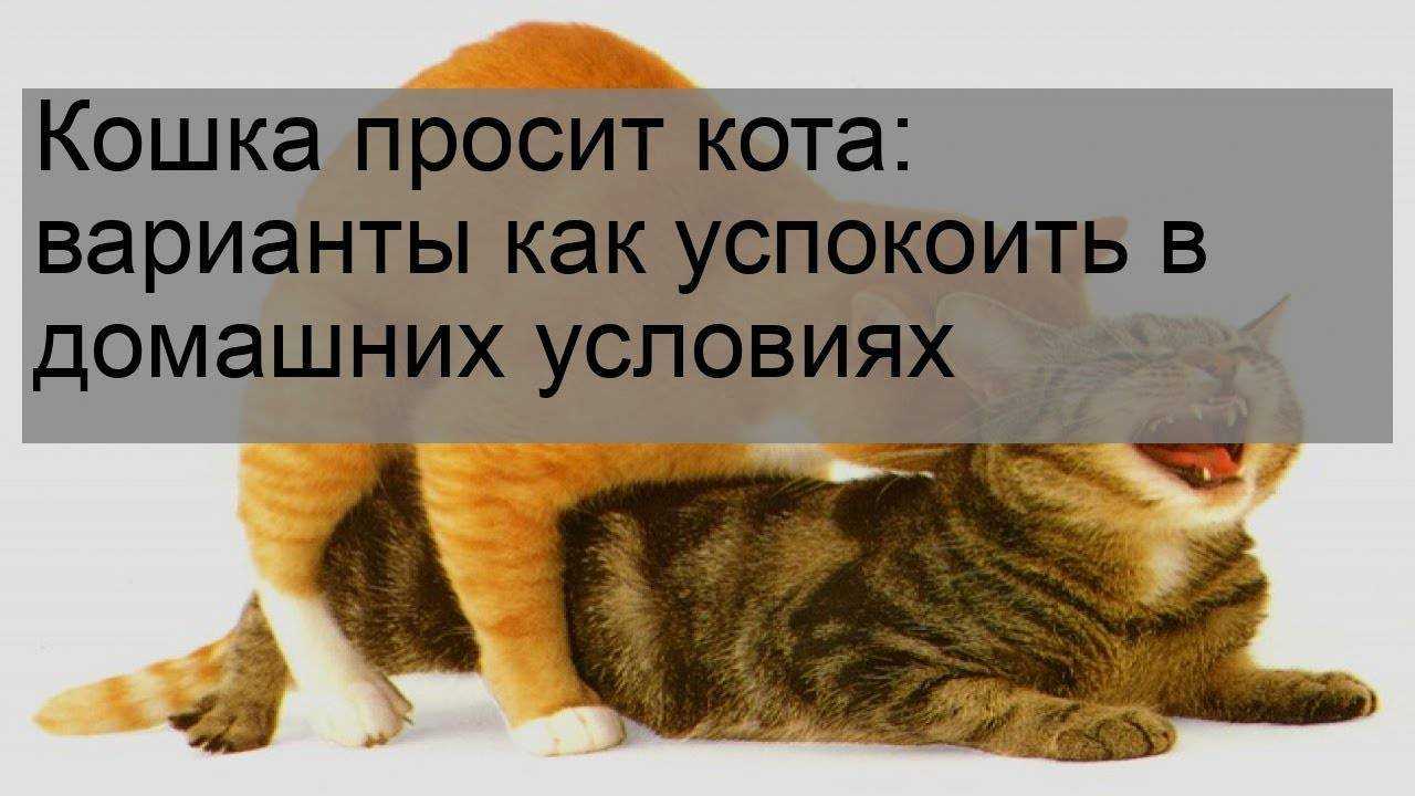 6 методов, как успокоить кошку когда она просит кота в домашних условиях