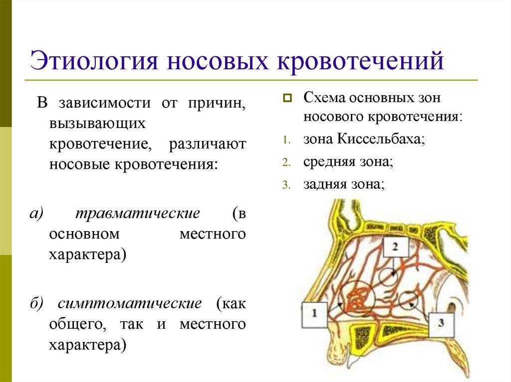 Почему у собаки идет кровь из носа? | прохвост