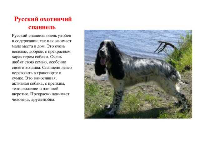 Русский спаниель — порода для любителей прогулок и хозяев частных домов. преимущества и особенности. фото — ботаничка